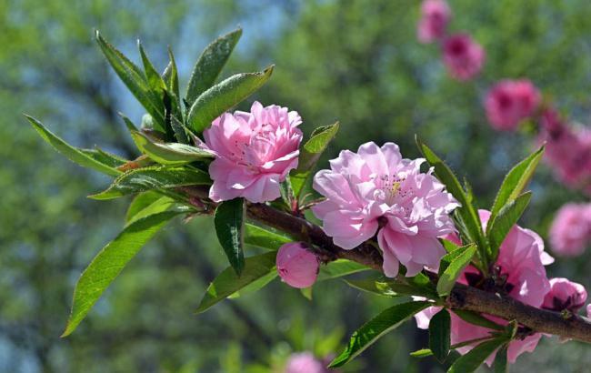 菠菜担保评级网：菠菜送白菜讯息网(菠菜送白菜网址大全)