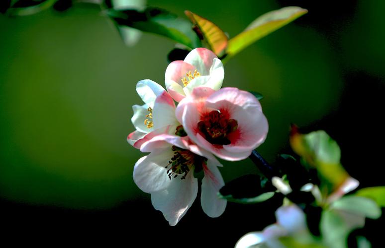 世界菠菜公司大全：菠菜送白菜讯息网(送菠菜是什么意思)