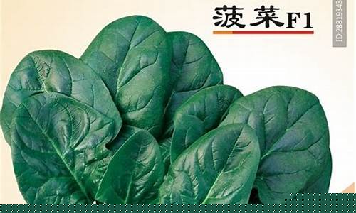 菠菜公司直营:菠菜公司广告(波菜广告)