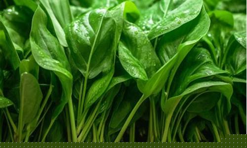 白菜评级网：菠菜排名网(菠菜品牌)