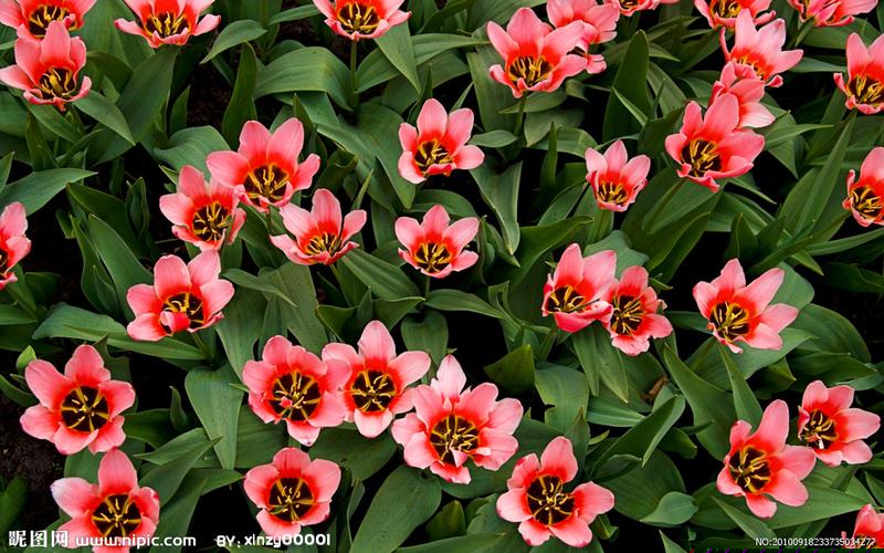 菠菜公司排行榜(菠菜公司排行榜前十名)