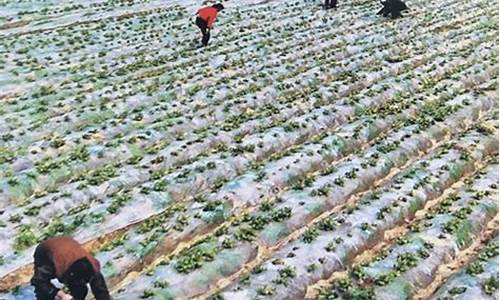 最新最全白菜网：菠菜导航(菠菜导航入口)