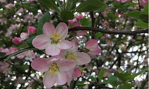 008白菜网(【白菜网】)