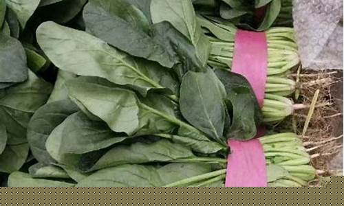 网络菠菜论坛大全：菠菜大全(菠菜大全最新)